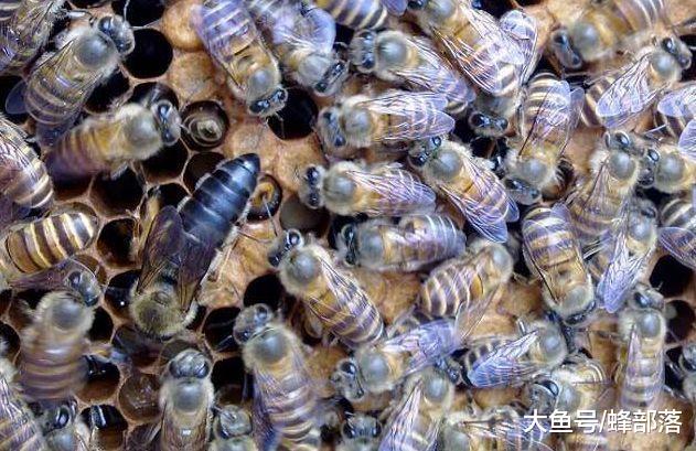 蜜蜂养殖, 为什么中蜂不接受新王? 出现这种情况怎么解决?