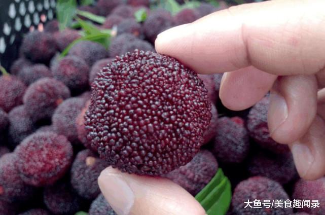 盐水泡过的杨梅会出现白色虫子?很多人都傻傻扔掉,果农:太浪费!